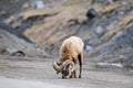 Rocky Mountain Big Horned Sheep Royalty Free Stock Photo