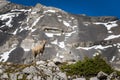 Rocky Mountain Big Horned Sheep Royalty Free Stock Photo