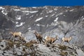 Rocky Mountain Big Horned Sheep Royalty Free Stock Photo