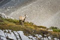 Rocky Mountain Big Horned Sheep Royalty Free Stock Photo