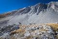 Rocky Mountain Big Horned Sheep Royalty Free Stock Photo