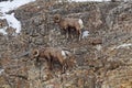 Rocky Mountain bighorn Sheep Royalty Free Stock Photo