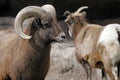 Rocky Mountain Bighorn Sheep Royalty Free Stock Photo