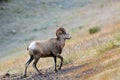 Rocky Mountain Bighorn Sheep, Alberta, Canada Royalty Free Stock Photo