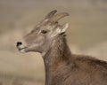 Bighorn sheep closeup profile portrait Royalty Free Stock Photo