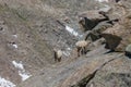 Rocky Mountain Bighorn Sheep Ewes