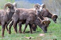 Rocky Mountain Bighorn Sheep. Royalty Free Stock Photo