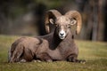 Rocky Mountain Bighorn Sheep in Jasper Canada Royalty Free Stock Photo
