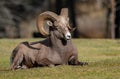 Rocky Mountain Bighorn Sheep in Jasper Canada Royalty Free Stock Photo