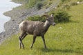 Rocky Mountain Bighorn Sheep - Jasper National Park, Canada Royalty Free Stock Photo