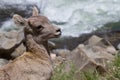 Wild Rocky mountain bighorn sheep lamb Royalty Free Stock Photo