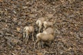 Rocky Mountain Bighorn Sheep, Montana