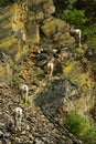 Rocky Mountain Bighorn Sheep, Montana