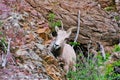 Rocky Mountain Bighorn Sheep, Montana