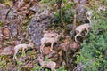 Rocky Mountain Bighorn Sheep, Montana