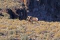 Rocky Mountain bighorn sheep near Taos, New Mexico Royalty Free Stock Photo