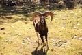 Rocky Mountain Bighorn sheep Ovis canadensis californiana with large horns Royalty Free Stock Photo
