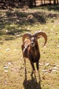 Rocky Mountain Bighorn sheep Ovis canadensis californiana with large horns Royalty Free Stock Photo