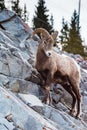 Rocky Mountain Bighorn Sheep Ovis canadensis Royalty Free Stock Photo