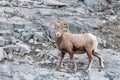 Rocky Mountain Bighorn Sheep Ovis canadensis Royalty Free Stock Photo