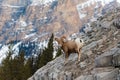 Rocky Mountain Bighorn Sheep Ovis canadensis Royalty Free Stock Photo