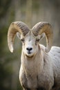 Rocky Mountain Bighorn Sheep (Ovis canadensis) Royalty Free Stock Photo