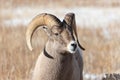 Rocky Mountain Bighorn Sheep ram in Grand Teton National Park Royalty Free Stock Photo