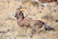 Rocky Mountain Bighorn Sheep ram in grass Royalty Free Stock Photo