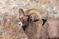 Rocky Mountain Bighorn Sheep ram in Wyoming Royalty Free Stock Photo