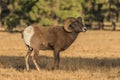 Bighorn Sheep Ram Standing in a Meadow Royalty Free Stock Photo