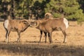 Bighorn Sheep Rams in Rut Royalty Free Stock Photo