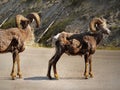 Rocky Mountain Bighorn, Wild Sheep Royalty Free Stock Photo