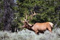 A Rocky Mountain Bull Elk in Grand Teton National Park.