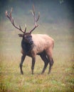 Rocky Mountain Bull Elk in Fog