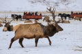 Rocky Mountain Bull elk in winter snow in front of sleigh ride Royalty Free Stock Photo