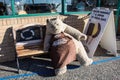 Rocky Mountain Chocolate bear mascot