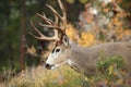 Rocky Mountain Deer Royalty Free Stock Photo