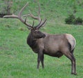 Rocky Mountain Elk Royalty Free Stock Photo