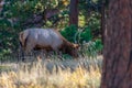 Rocky Mountain Elk browsing on vegetation Royalty Free Stock Photo