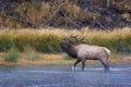 Rocky Mountain Elk Bull Bugles  705234 Royalty Free Stock Photo