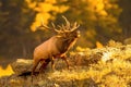 Rocky Mountain Elk bull bugles in Rocky Mountains Royalty Free Stock Photo