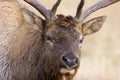 Rocky Mountain Elk Bull Closeup  705110 Royalty Free Stock Photo