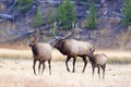 Rocky Mountain Elk Bull, Cow and Calf 705202 Royalty Free Stock Photo