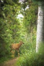 Rocky Mountain Elk Calf Royalty Free Stock Photo