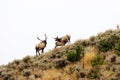 Rocky Mountain Elk Calf Nurses  705440 Royalty Free Stock Photo
