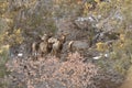 Rocky Mountain Elk calves curiously, but leery peering through the cedars