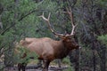 Rocky Mountain Elk, Grand Canyon. Large Antlers. Standing, forest in background. Royalty Free Stock Photo