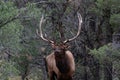 Rocky Mountain Elk, Grand Canyon. Large Antlers. Standing, forest in background. Royalty Free Stock Photo