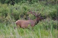 Rocky Mountain Elk