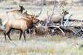 Rocky Mountain Elk in the fall rut Royalty Free Stock Photo
